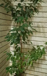 گل طبیعی  فروشی