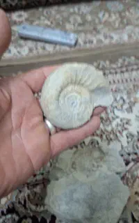 سنگ فصیل  هلزون