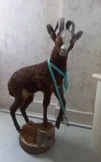 مجسمه