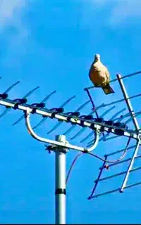 * نصاب آنتن- تنظیم انواع آنتن شاهین شهر