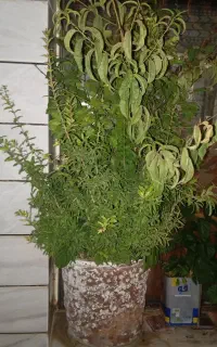 گل های زیبا