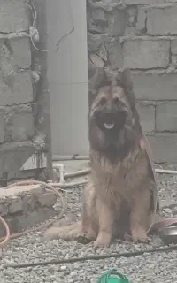 سگ ژرمن مژدگانی داد میشود