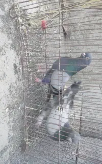 کبوتر سبز