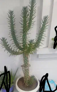 کاکتوس