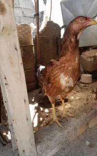 مرغ لاری