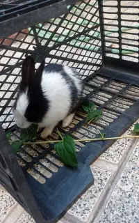 خرگوش نر سالم و آروم