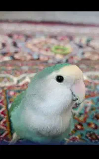 طوطی برزیلی گم شده