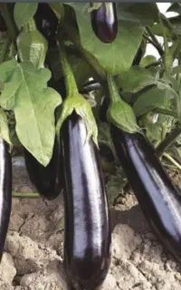 بادمجان شیرین و فلفل دلمه آبیاری شده با آب قنات