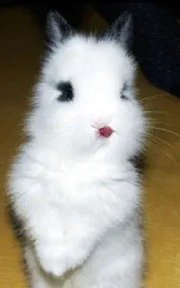 موش و خرگوش