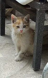 بچه گربه خانگی