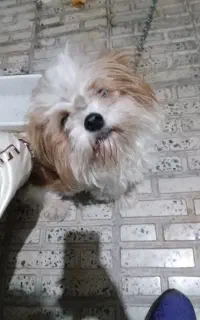 سگ پا کوتا