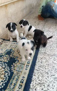 سگ...