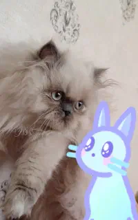 گربه هیمالین ۳ ماهه