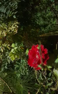 فروش سیمکارت ۰۹۱۲ با کد ۳
