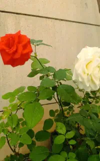۱۵ گلدون گل زیبا