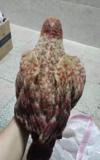عروسک