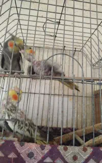 عروس هلندی