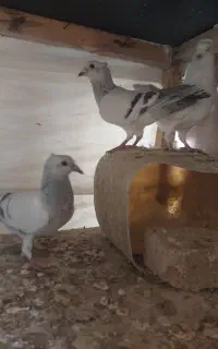 نرو ماده سبز کاکلی