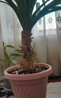 گل برگ خنجری یا پاندانوس