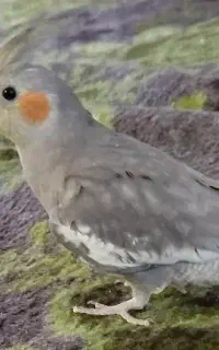 عروس هلندی