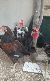 خروس