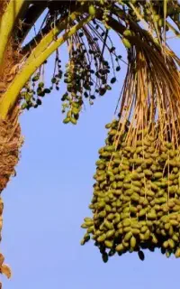 افزایش باردهی نخل