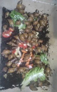 حلزون آچاتینا