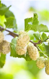 استخدام نیروی متخصص جهت خشک کردن توت بصورت درصدی