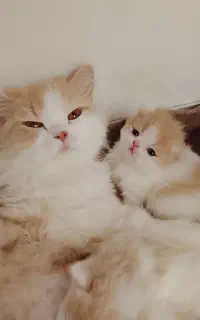 گربه پرشین اصل