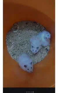 همستربازیگوش