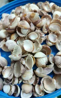 صدف دریایی