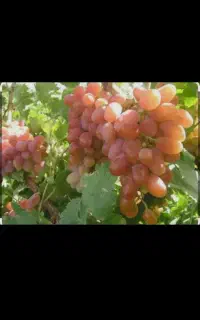 فروش سبد