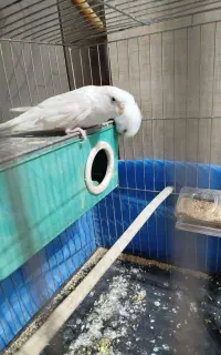 یه جفت مرغ عشق