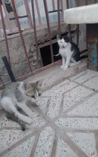 پیشی گربه خونگی بازیگوش واگذار میشود