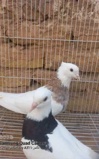 کفتر طوقی سار چپ دمسفید