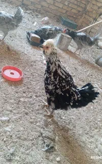 مرغ و خروس گلین