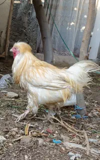 خروس سلطان