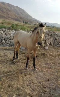 فروش اسب نژاد دار از نوع سمن