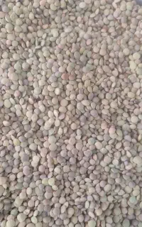 عدس درشت محلی