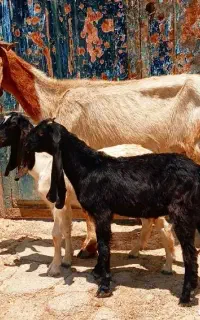 بزدوقلو.         بره