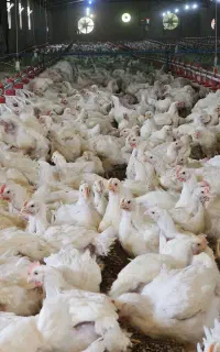 نیازمند کارگر مرغداری گوشتی