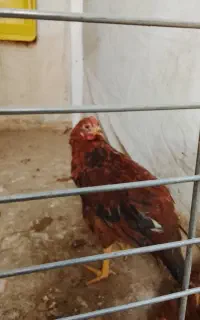 مرغ جوان