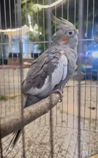 عروس هلندی ماده فول رام