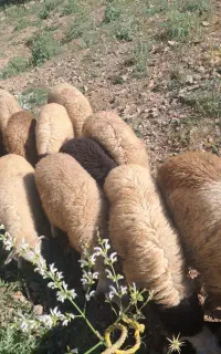 بره  گوسفند