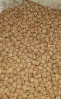 نخود درجه یک