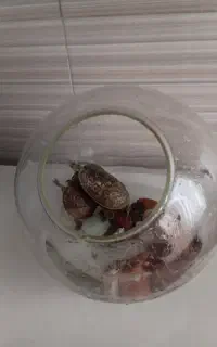 تنگ شیشه ای