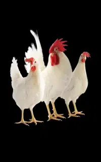 تعداد چند جوجه و مرغ برهما
