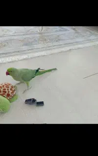 گمشده