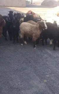 ۲۳عددبز ابستن فروشی