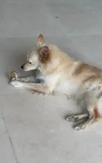 سگ پامر